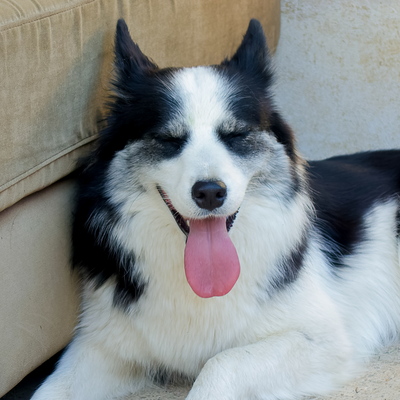 Chiens