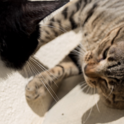 Chats