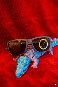 LCDP AV PAD03855 251106