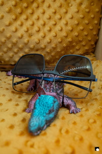 LCDP AV PAD03662 251106