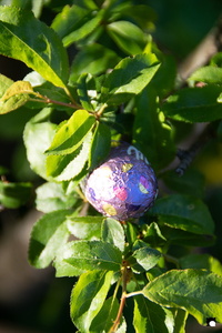 LCDP AV PAD06721 250408